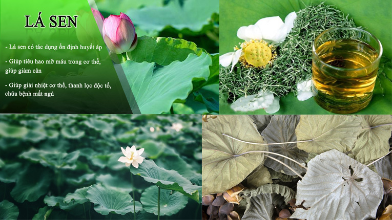 Thanh lọc cơ thể, duy trì vóc dáng với trà lá sen hồng sâm Liên Hoa Chi