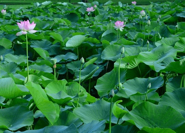 Thanh lọc cơ thể, duy trì vóc dáng với trà lá sen hồng sâm Liên Hoa Chi