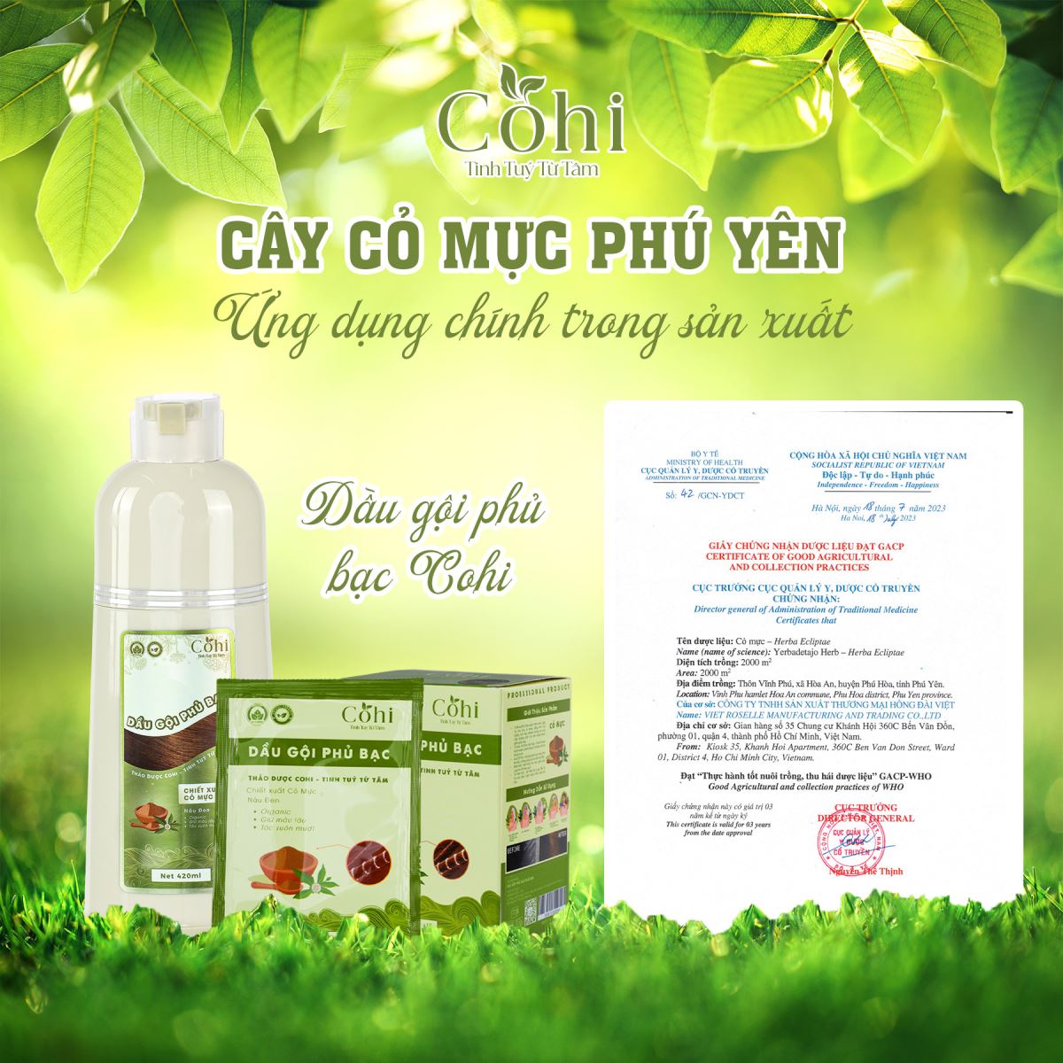 Dầu gội phủ bạc Cohi - Chỉn chu từng chi tiết để mang đến sự hoàn hảo cho tóc bạc của bạn
