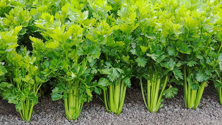 Trà cần tây Liên Hoa Chi - Bí quyết cho giấc ngủ sâu và ngon