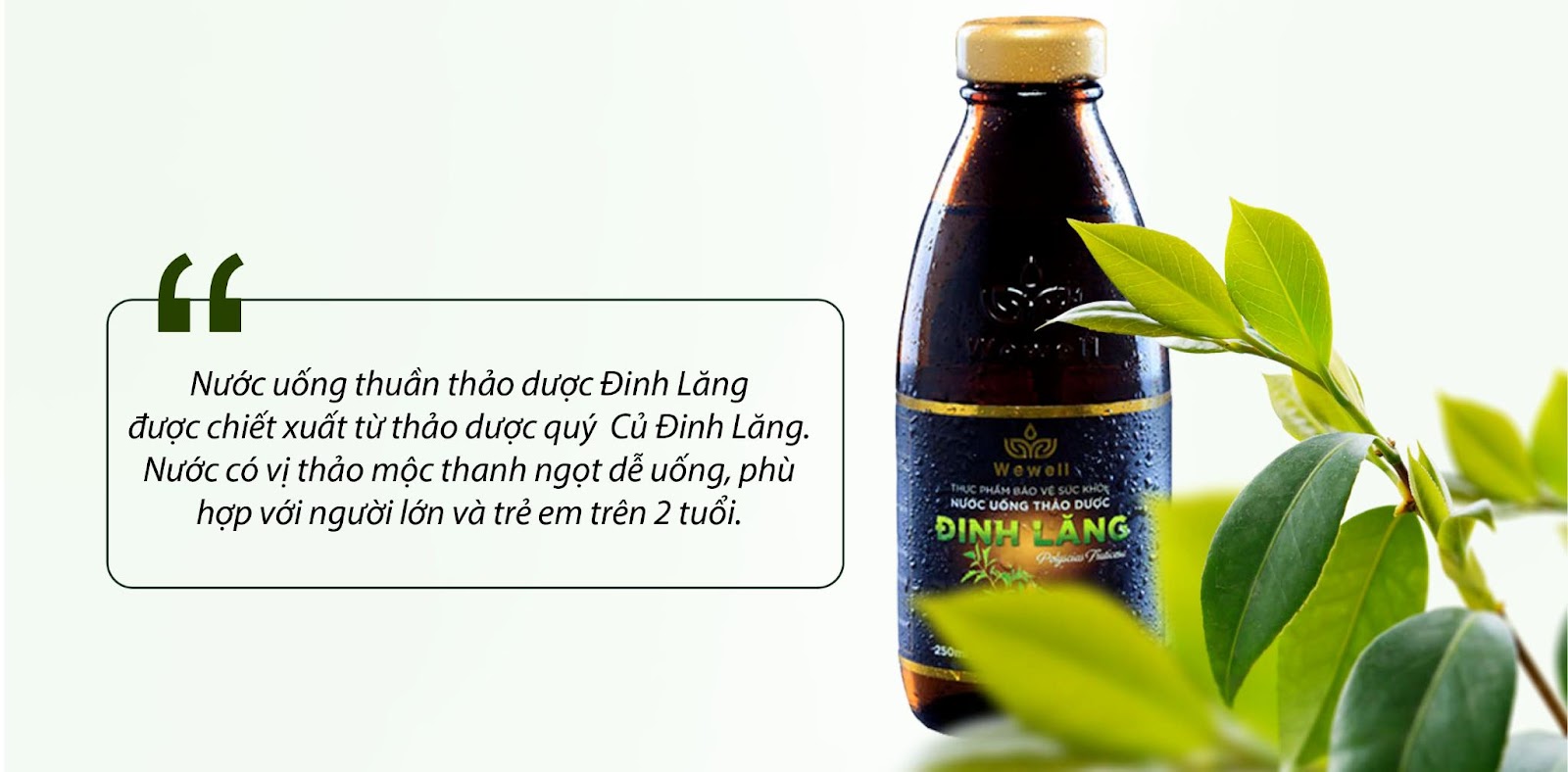 Khám phá lợi ích của nước thảo dược đinh lăng cho sức khỏe!