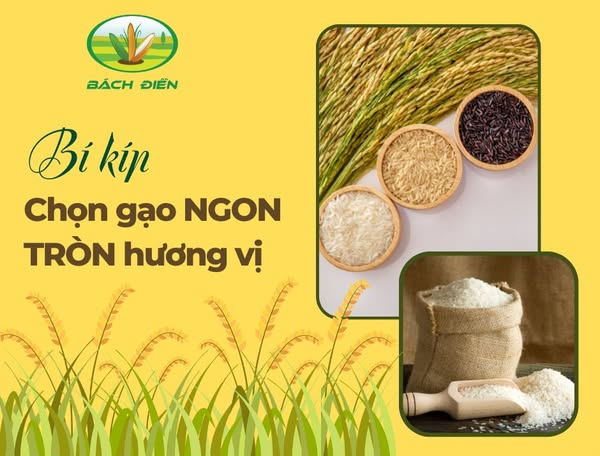 Bí quyết chọn gạo ngon cho bữa cơm gia đình